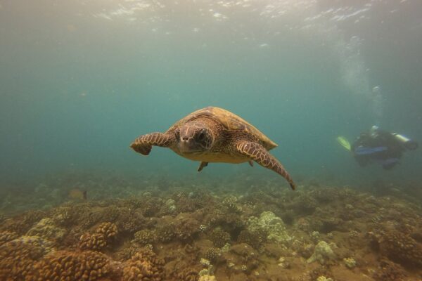 Kauai Scuba Tours by Bubbles Below