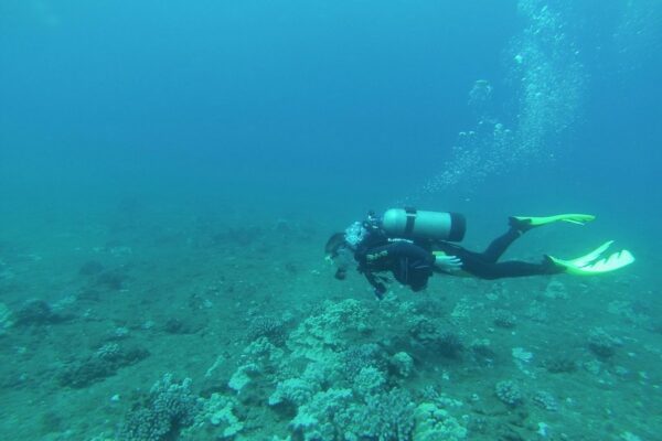 Kauai Scuba Tours by Bubbles Below