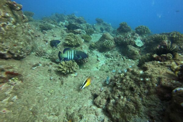 Kauai Scuba Tours by Bubbles Below