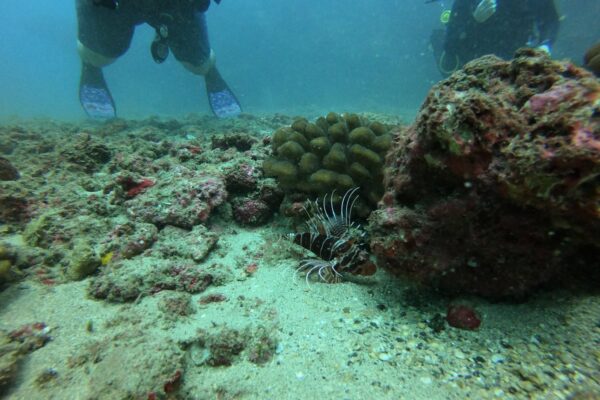 Kauai Scuba Tours by Bubbles Below