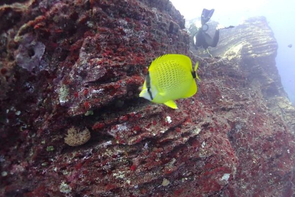 Kauai Scuba Tours by Bubbles Below