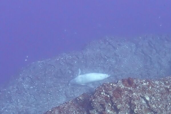 Kauai Scuba Tours by Bubbles Below