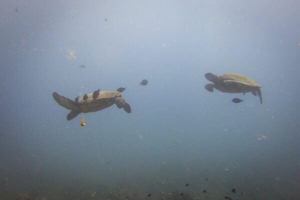 Kauai Scuba Tours by Bubbles Below
