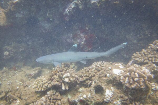 Kauai Scuba Tours by Bubbles Below