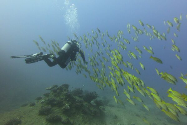 Kauai Scuba Tours by Bubbles Below