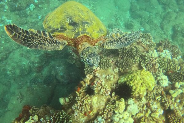 Kauai Scuba Tours by Bubbles Below