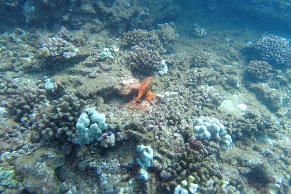 Kauai Scuba Tours by Bubbles Below