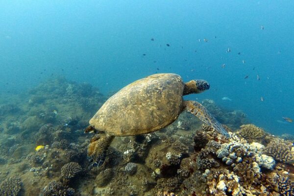 Kauai Scuba Tours by Bubbles Below