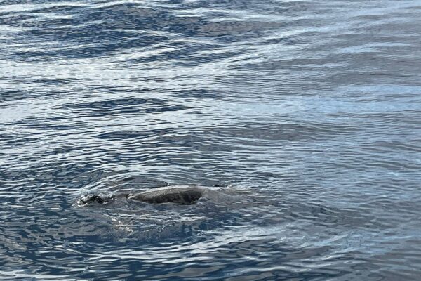 Kauai Scuba Tours by Bubbles Below