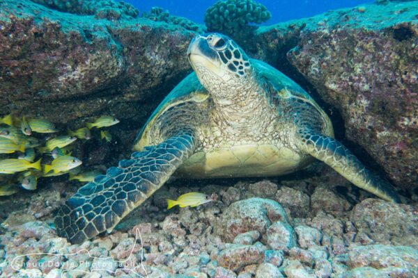 Kauai Scuba Tours by Bubbles Below