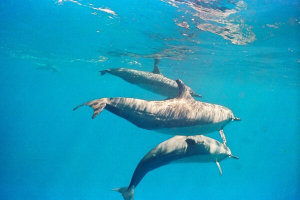 Kauai Scuba Tours by Bubbles Below