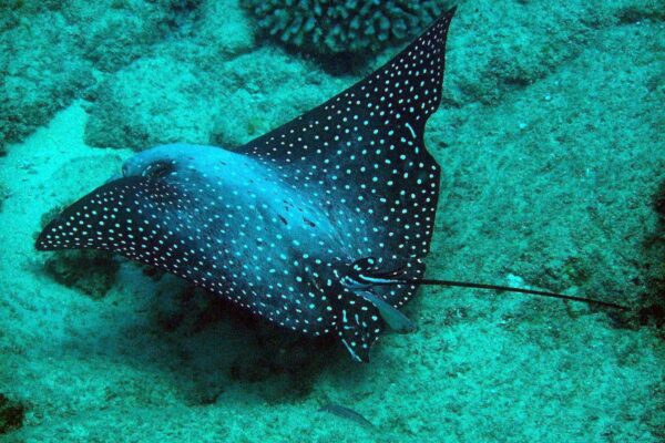 Kauai Scuba Tours by Bubbles Below