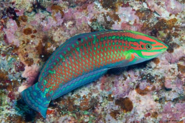 Kauai Scuba Tours by Bubbles Below