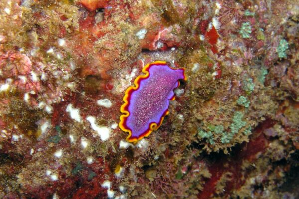 Kauai Scuba Tours by Bubbles Below