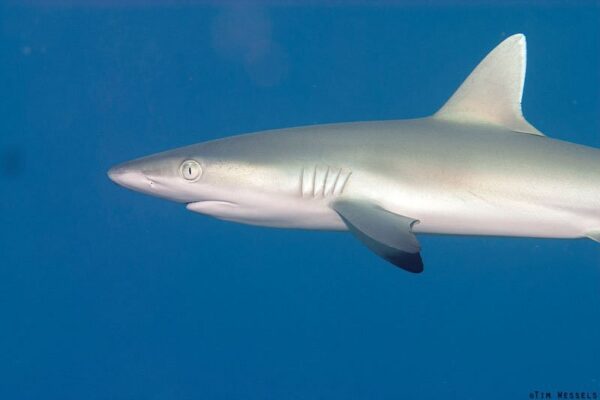 Kauai Scuba Tours by Bubbles Below