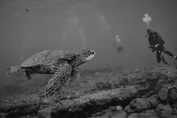 Kauai Scuba Tours by Bubbles Below