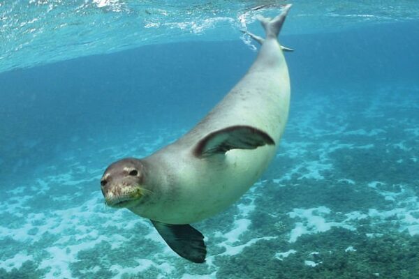 Kauai Scuba Tours by Bubbles Below