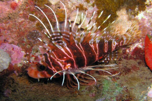 Kauai Scuba Tours by Bubbles Below