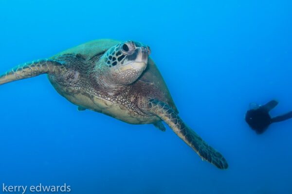 Kauai Scuba Tours by Bubbles Below