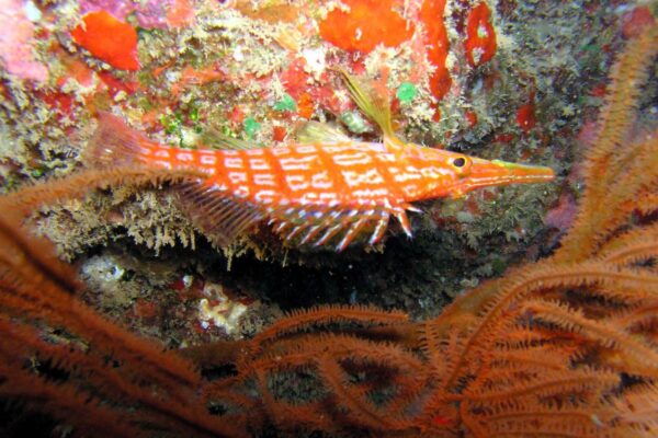 Kauai Scuba Tours by Bubbles Below