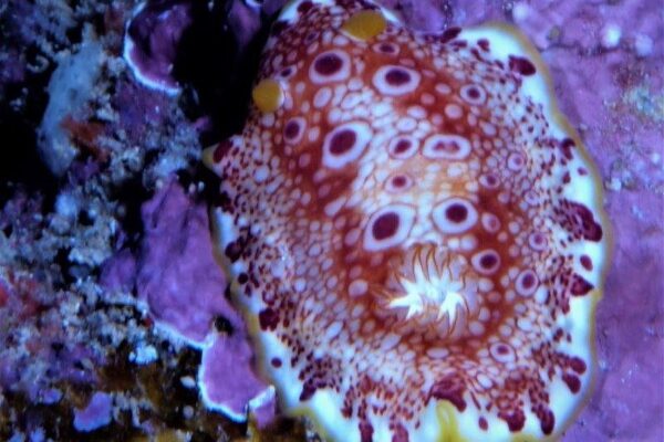 Kauai Scuba Tours by Bubbles Below