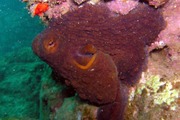 Kauai Scuba Tours by Bubbles Below