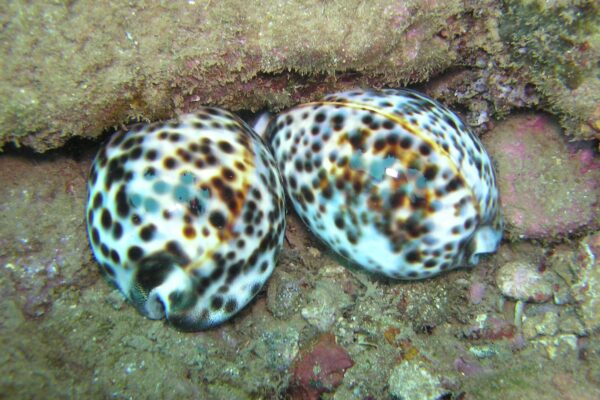 Kauai Scuba Tours by Bubbles Below