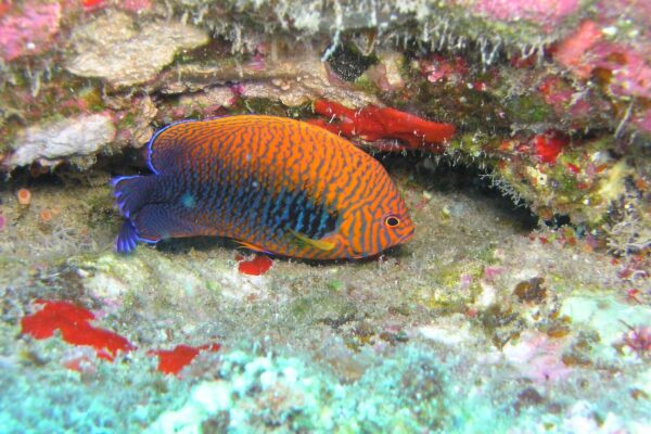 Kauai Scuba Tours by Bubbles Below
