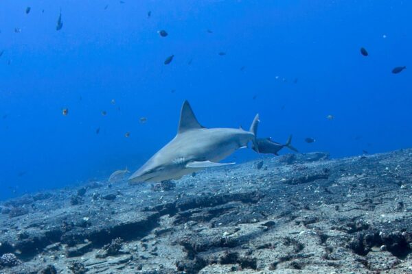 Kauai Scuba Tours by Bubbles Below