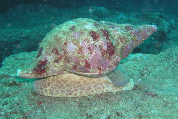 Kauai Scuba Tours by Bubbles Below