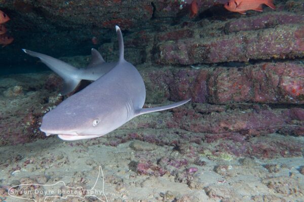 Kauai Scuba Tours by Bubbles Below